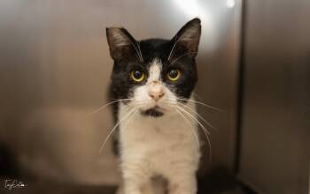 Oreo Stuffins -  Domestic Short Hair Cat for Adoption in Lincoln, California - Oreo Stuffins | PetCurious