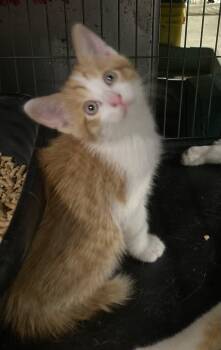 Conrad -  Domestic Short Hair Cat for Adoption in Billings, Montana - Conrad | PetCurious