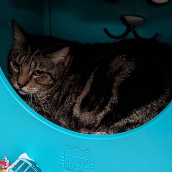 Ricky -  Domestic Medium Hair Cat for Adoption in Titusville, Florida - Ricky | PetCurious