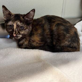 IVHS-Stray-141941 -  Domestic Short Hair Cat for Adoption in San Gabriel, California - IVHS-Stray-141941 | PetCurious
