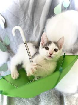 CLOUDY -  Domestic Short Hair Cat for Adoption in Camarillo, California - CLOUDY | PetCurious