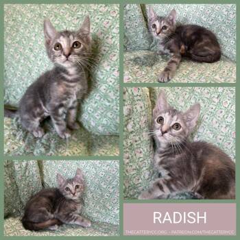 Radish -  Domestic Short Hair Cat for Adoption in Corpus Christi, Texas - Radish | PetCurious