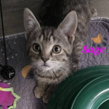 Sage -  Domestic Short Hair Cat for Adoption in Vine Grove, Kentucky - Sage | PetCurious