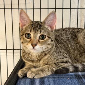 Dandelion -  Domestic Short Hair Cat for Adoption in Hampton Bays, New York - Dandelion | PetCurious
