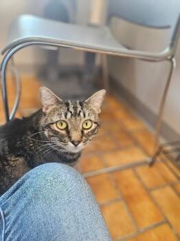 Domestic Short Hair Cats Available for Adoption in Yankton, South Dakota - Jemma | PetCurious