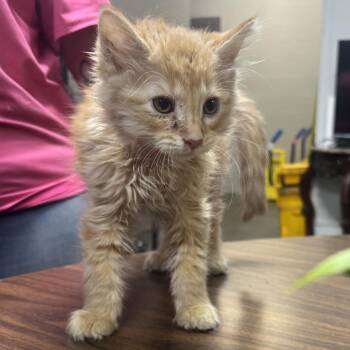 Cresent -  Domestic Long Hair Cat for Adoption in Clanton, Alabama - Cresent | PetCurious