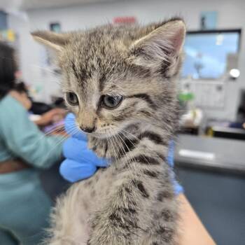 Triscuit -  Domestic Short Hair Cat for Adoption in Newark, New Jersey - Triscuit | PetCurious