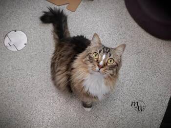 RIPLEY -  Maine Coon and Domestic Medium Hair Cat for Adoption in Omaha, Nebraska - RIPLEY | PetCurious