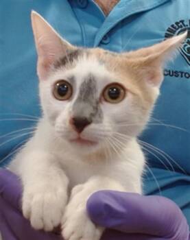 PIPER -  Domestic Short Hair Cat for Adoption in Doral, Florida - PIPER | PetCurious
