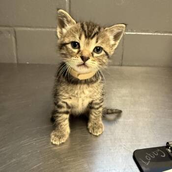 Microwave -  Domestic Short Hair Cat for Adoption in Tuscaloosa, Alabama - Microwave | PetCurious