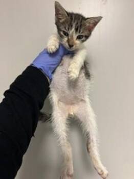 Domestic Medium Hair Cats Available for Adoption - SOUP | PetCurious