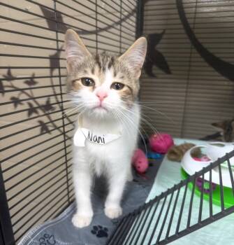Nani -  Domestic Short Hair Cat for Adoption in Blountville, Tennessee - Nani | PetCurious