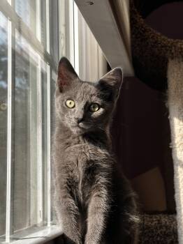 Nickel -  Domestic Short Hair Cat for Adoption in Warrington, Pennsylvania - Nickel | PetCurious