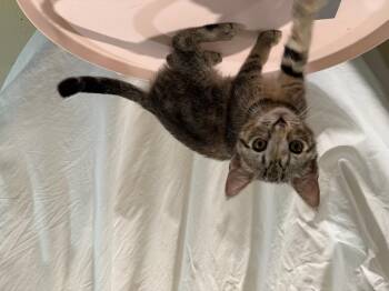 Teddy -  Domestic Short Hair Cat for Adoption in Long Beach, California - Teddy | PetCurious