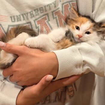 Domestic Long Hair Cats Available for Adoption in Norco, California - Paprika  | PetCurious