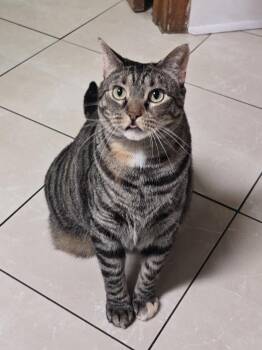 Poor Sweet Dahlia & Ivy - PUBLIX Shopping! -  Tortoiseshell and Tuxedo Cat for Adoption in Atlanta, Georgia - Poor Sweet Dahlia & Ivy - PUBLIX Shopping! | PetCurious