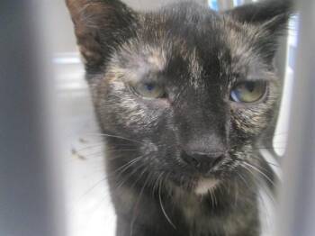LUNA -  Domestic Short Hair Cat for Adoption in Ocala, Florida - LUNA | PetCurious