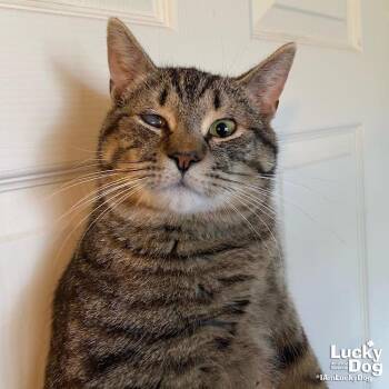 Panini -  Domestic Short Hair Cat for Adoption in Washington, District Of Columbia - Panini | PetCurious