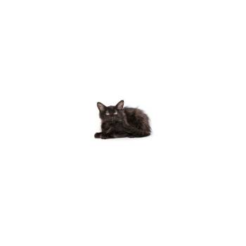 Daisy -  Domestic Short Hair Cat for Adoption in Los Angeles, California - Daisy | PetCurious