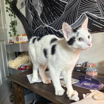 Domestic Short Hair Cats Available for Adoption in Harrisonburg, Virginia - Zulu | PetCurious