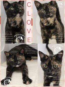 American Shorthair and Domestic Short Hair Cats Available for Adoption in Kenansville, North Carolina - Clove | PetCurious