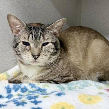 Felix -  Siamese Cat Available for Adoption in Atlanta, Georgia - Felix | PetCurious
