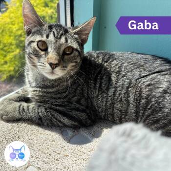 Gabapentin -  Domestic Short Hair Cat for Adoption in Penfield, New York - Gabapentin | PetCurious