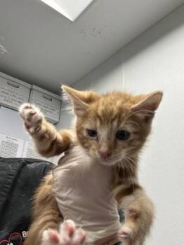 Brew -  Domestic Short Hair Cat for Adoption in West Chester, Pennsylvania - Brew | PetCurious