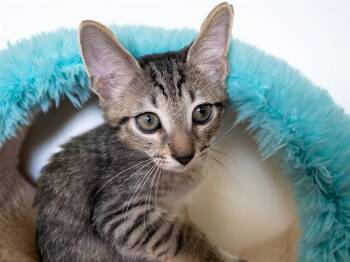 CHASE -  Domestic Short Hair Cat for Adoption in Fort Lauderdale, Florida - CHASE | PetCurious