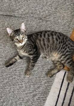 Needoh -  Domestic Short Hair and Tabby Cat for Adoption in San Francisco, California - Needoh | PetCurious