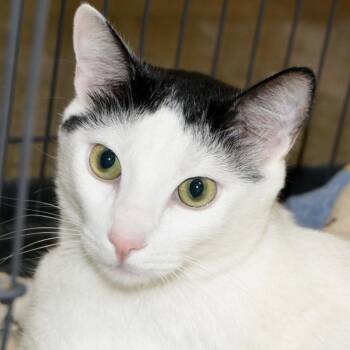 Angel -  Domestic Short Hair Cat for Adoption in Los Angeles, California - Angel | PetCurious