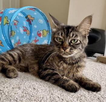 Pepper -  Tabby and Domestic Short Hair Cat for Adoption in Garner, North Carolina - Pepper | PetCurious