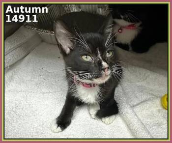 Rescue Domestic Short Hair Cats for Adoption in Marietta, Georgia - AUTUMN | PetCurious