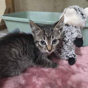 Rescue Domestic Short Hair Cats for Adoption in Madison, Wisconsin - Ivan | PetCurious