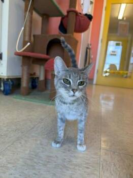Domestic Short Hair Cats Available for Adoption in Scottsbluff, Nebraska - Fallout | PetCurious