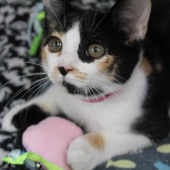 Diance -  Domestic Short Hair Cat for Adoption in Auburn, Alabama - Diance | PetCurious