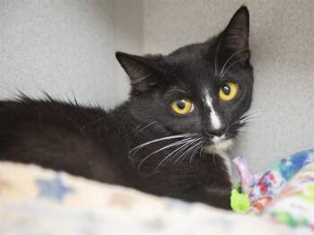 Domestic Short Hair Cats Available for Adoption in Phoenix, Arizona - WISP | PetCurious