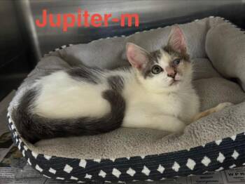 Tabby and Domestic Short Hair Cats Available for Adoption in Brookhaven, Mississippi - Jupiter 26 | PetCurious