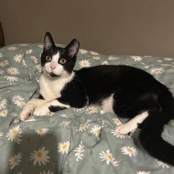 Domestic Short Hair Cats Available for Adoption - Oswald | PetCurious