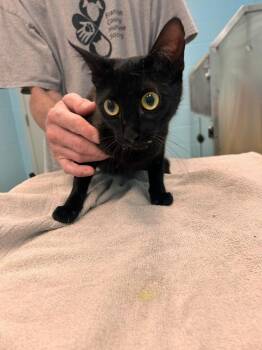Ophelia -  Domestic Short Hair and Bombay Cat for Adoption in Frankfort, Kentucky - Ophelia | PetCurious