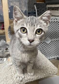 Clansy -  Domestic Short Hair Cat for Adoption in Faribault, Minnesota - Clansy | PetCurious