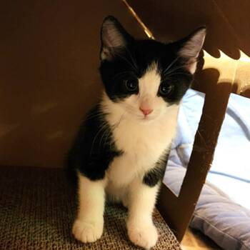 Rhonda -  Domestic Short Hair Cat for Adoption in Candler, North Carolina - Rhonda | PetCurious