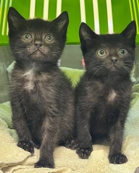 Rescue Domestic Short Hair Cats for Adoption in Columbia, South Carolina - Yahtzee | PetCurious