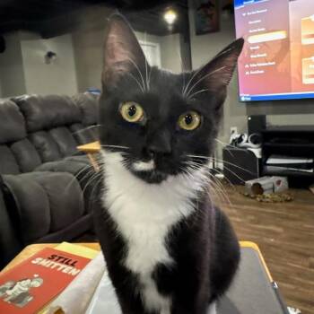 Domestic Short Hair Cats Available for Adoption - Gianni | PetCurious