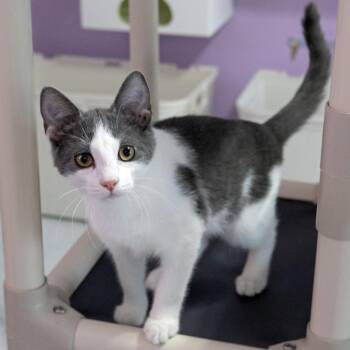 Rhino -  Domestic Short Hair Cat for Adoption in Mckean, Pennsylvania - Rhino | PetCurious