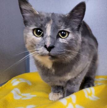 Carrie -  Domestic Short Hair Cat for Adoption in Canon City, Colorado - Carrie | PetCurious