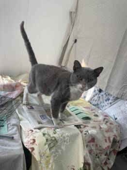 Cuddles -  Domestic Short Hair Cat for Adoption in Trenton, New Jersey - Cuddles | PetCurious