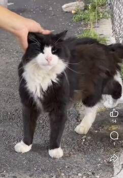 Quincy -  Tuxedo and Domestic Long Hair Cat for Adoption in Newark, New Jersey - Quincy | PetCurious