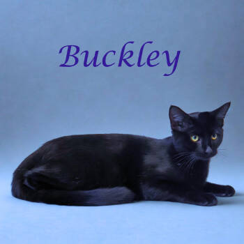 Rescue Domestic Short Hair Cats for Adoption in Lebanon, Tennessee - Buckley C25-282 | PetCurious