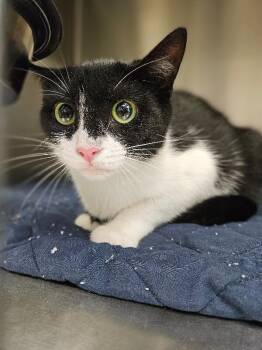 Arwen -  Domestic Short Hair Cat for Adoption in Disputanta, Virginia - Arwen | PetCurious